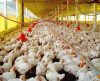 Produtores estimam que ovo, frango e porco fiquem 50% mais caros com seca e geada - Jornal da Franca