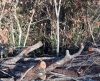 Polícia Ambiental flagra corte de árvores sem autorização e faz multa de R$ 62 mil - Jornal da Franca