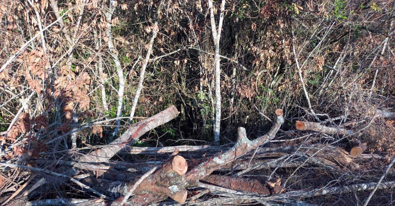 Polícia Ambiental flagra corte de árvores sem autorização e faz multa de R$ 62 mil