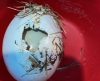 Fato raro registrado em Igarapava: produtor rural encontra um ovo dentro de ovo - Jornal da Franca