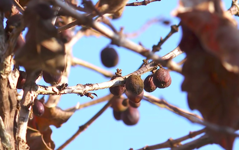 Produtores na região de Franca pedem ajuda às prefeituras por prejuízo em cafezais