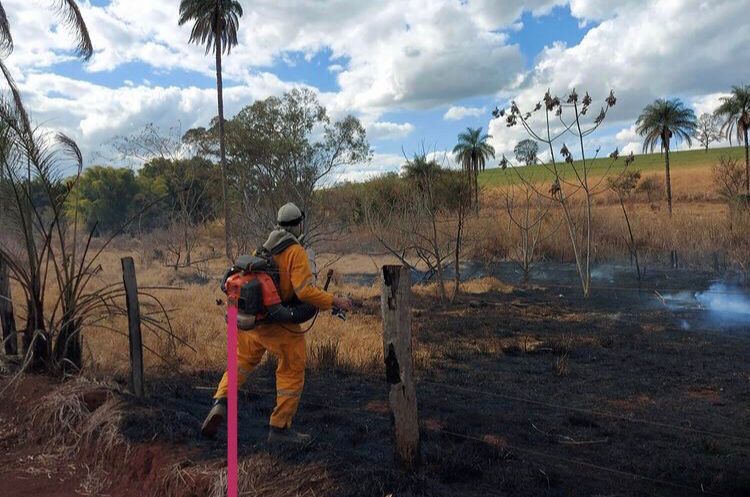 Fogo sem fim: queimadas destroem plantações e matam animais em áreas de reserva