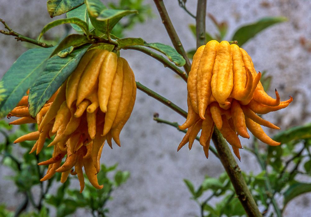 fruta mão de buda