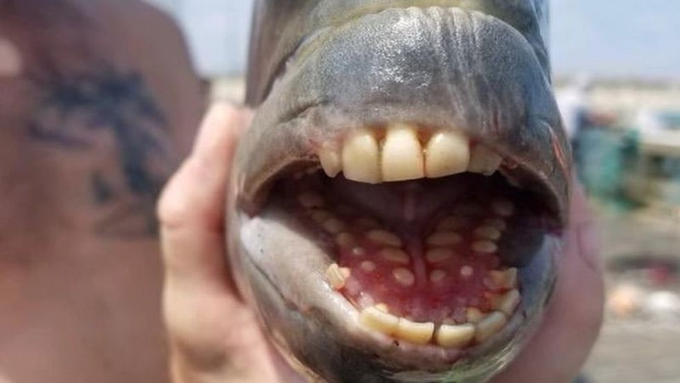 Susto: Peixe raro com ‘dentes humanos’ é fisgado em pescaria!