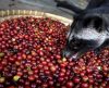 Consumo de café cai no Brasil e acende mais um alerta de crise do setor - Jornal da Franca