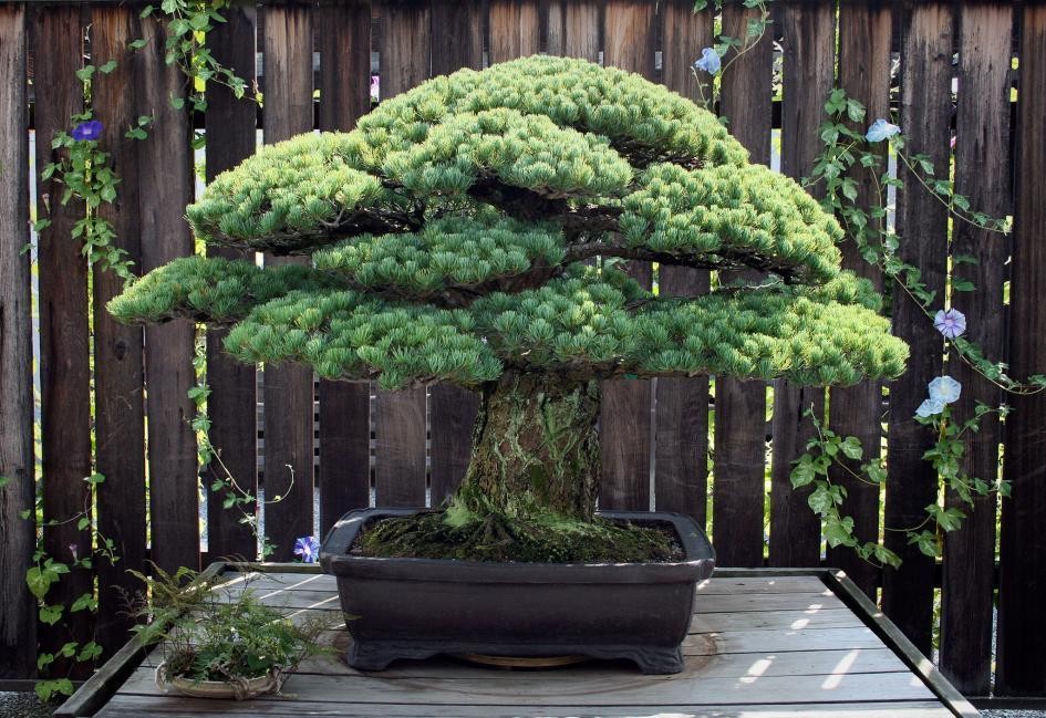 bonsai