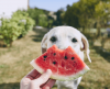 Cachorro pode comer manga? E melancia? Veja 8 frutas liberadas para o seu pet! - Jornal da Franca