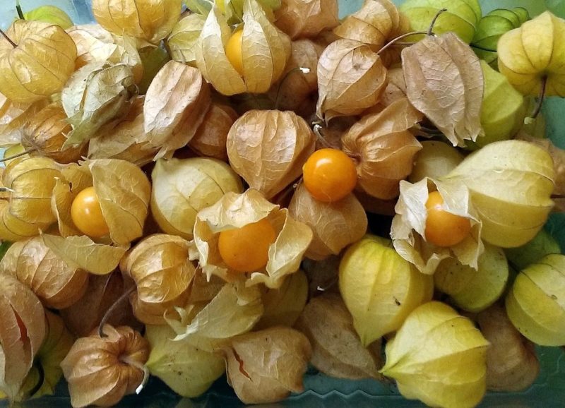Descoberta fruta que ajuda na recuperação de Alzheimer e Parkinson, saiba qual é!