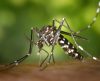 Franca tem 709 casos de dengue e Vigilância Ambiental intensifica ações preventivas - Jornal da Franca