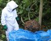 Secretria do Meio Ambiente de Franca inicia cadastramento para resgate de abelhas - Jornal da Franca