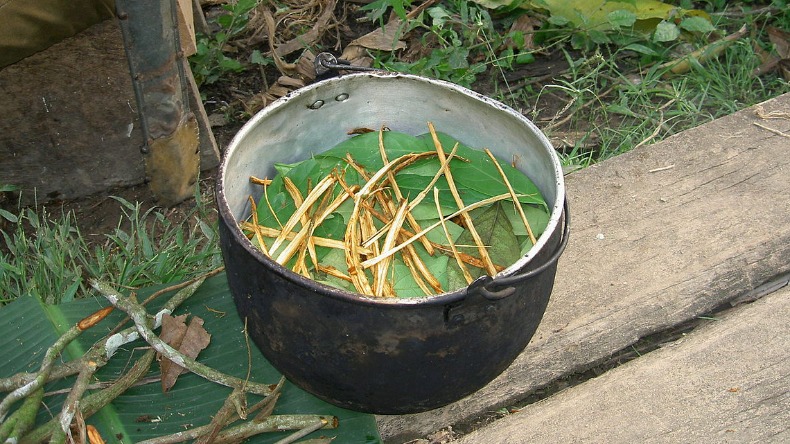 Faculdade de Medicina da USP Ribeirão busca voluntários para estudos com ayahuasca