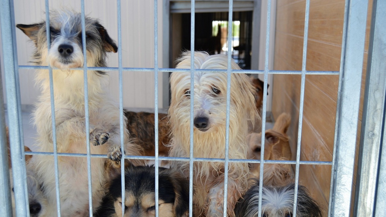 Proteção animal e canil receberão mais de meio milhão de reais do município