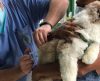 Câmara cobra vacinação de cães e gatos, suspensa em Franca há mais de três anos - Jornal da Franca