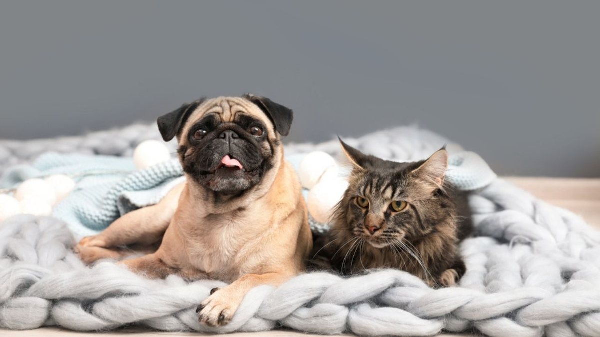 Saúde pet: saiba quais erros comuns podem encurtar a vida de cães e gatos