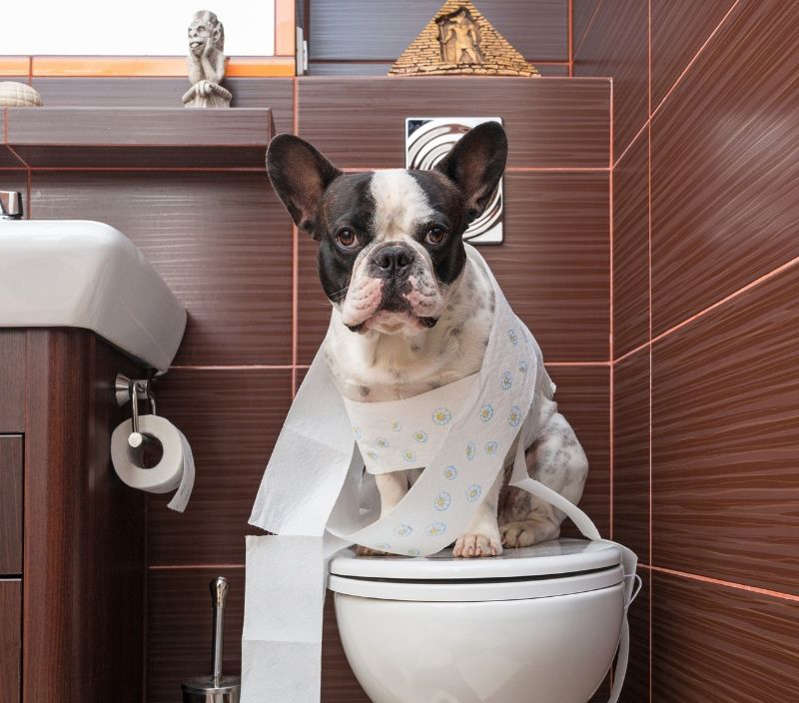 Seu cachorro faz xixi e cocô no lugar errado? Saiba como resolver esse problema!