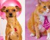 Outubro Rosa: pets também sofrem de câncer de mama, diz médico veterinário - Jornal da Franca