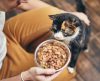 Gato castrado: saiba o que muda na alimentação do seu pet com o procedimento - Jornal da Franca