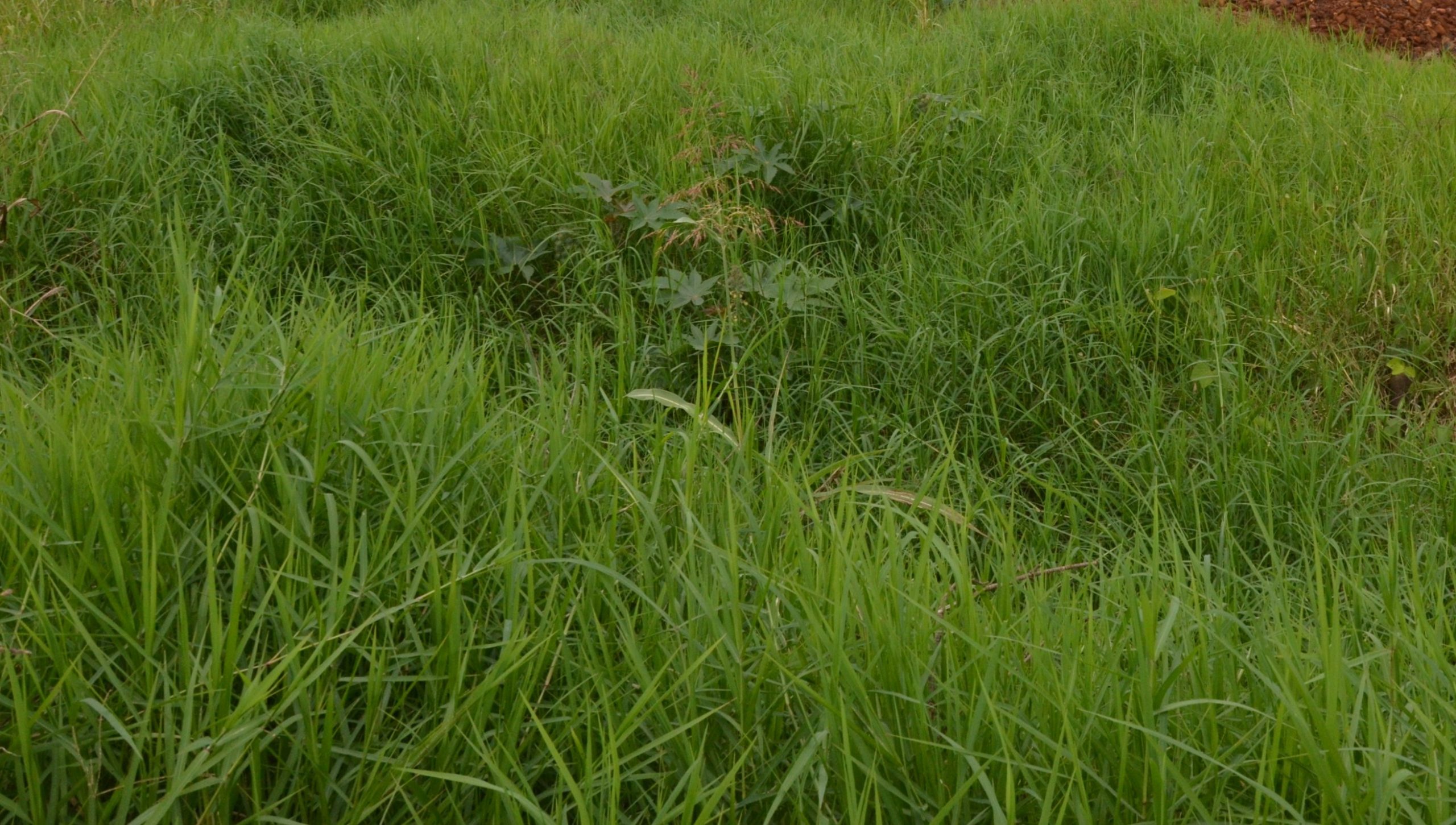Vigilância Ambiental de Franca notifica donos de terrenos para realizarem limpeza
