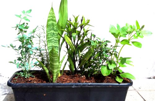 Saiba quais são as plantas que atraem sorte e proteção para sua família! - Jornal da Franca