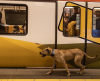 O cachorro que viralizou na rede por aprender a usar ônibus, bonde, metrô e balsa - Jornal da Franca