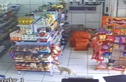 Câmera de circuito interno flagra cadela furtando sacola de pão de mercadinho: vídeo - Jornal da Franca