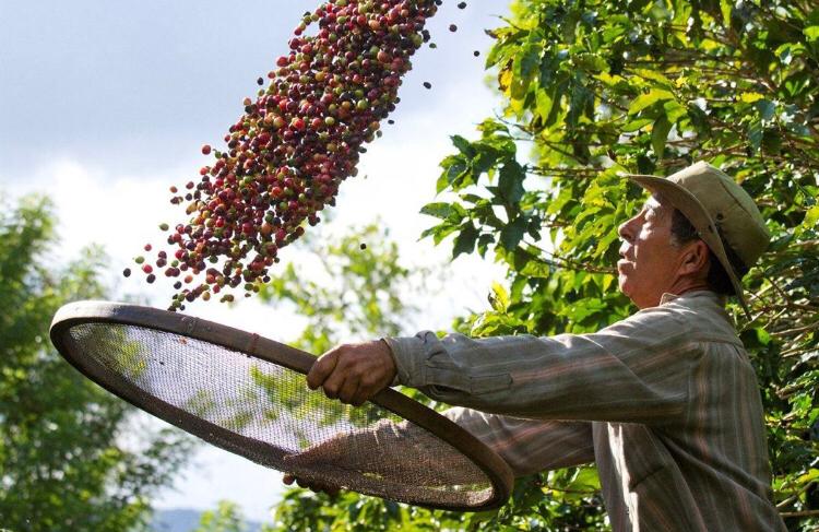 Preços do café arábica subiram com força em outubro no Brasil; 12 meses só de alta