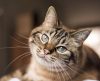 Gatos podem rastrear presença de humanos usando apenas as orelhas, diz estudo - Jornal da Franca