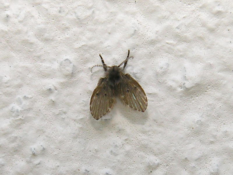 Mosquinhas de banheiro são sinal de sujeira? De onde elas vêm?