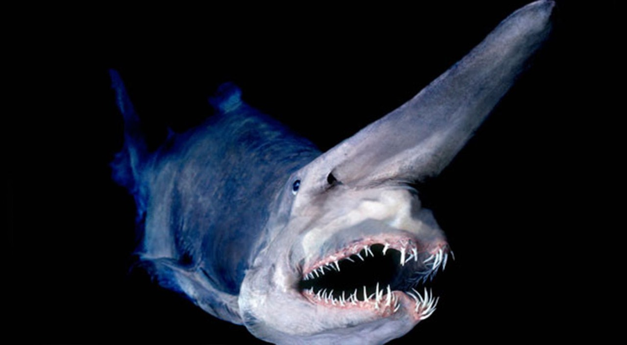 Peixe-pênis, tubarão-duende e peixe-lua; oceanos são lar de animais muito bizarros