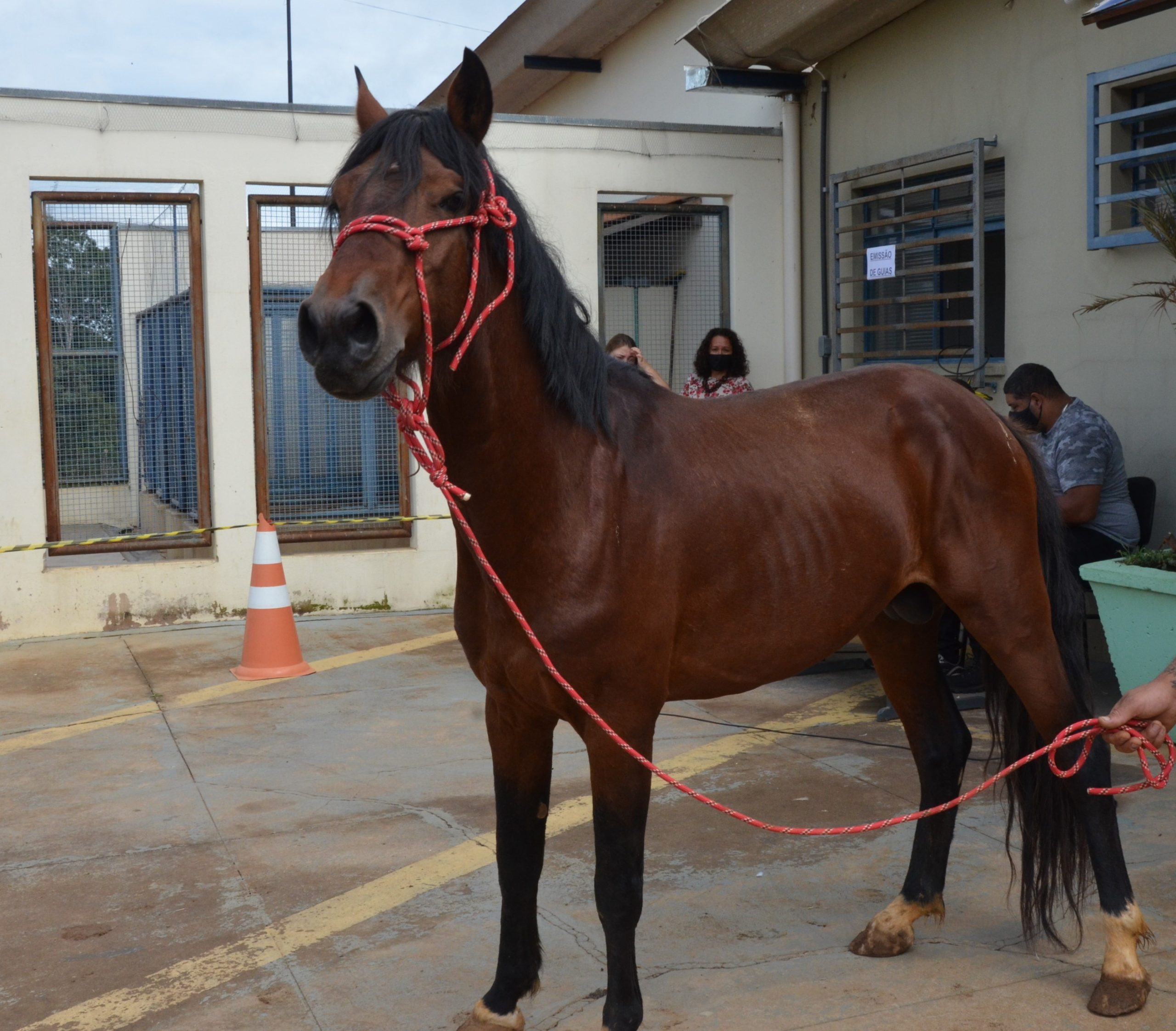 Em Franca, cerca de 250 animais de grande porte foram resgatados somente este ano