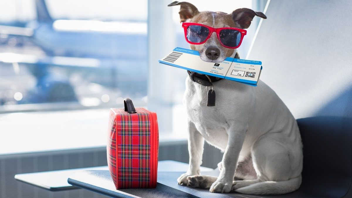 Vai levar o pet para viajar? Confira essas dicas antes de sair!