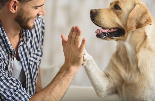Saiba como cães podem reconhecer emoções dos donos e tomar decisões a partir disso - Jornal da Franca