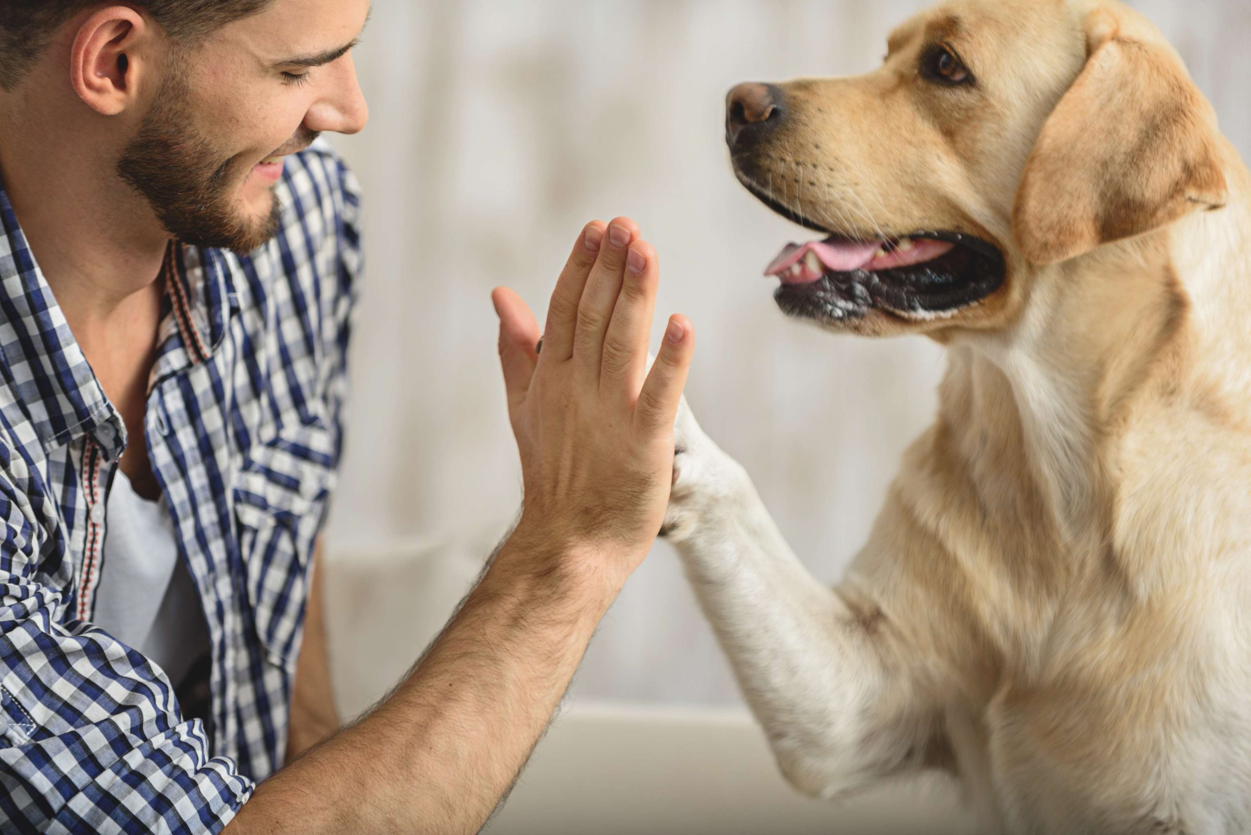 Saiba como cães podem reconhecer emoções dos donos e tomar decisões a partir disso