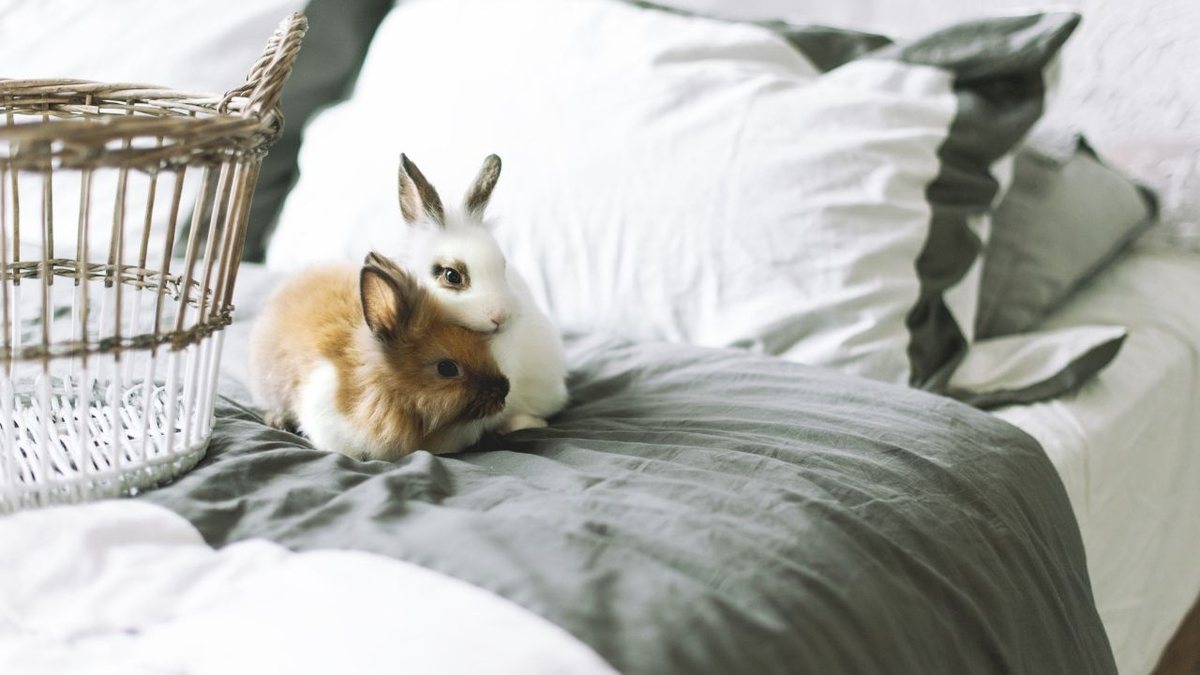 Além de cães e gatos: descubra outros pets para ter em casa!