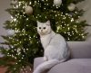 Veja como manter a árvore de Natal protegida contra a fúria do seu gato! - Jornal da Franca