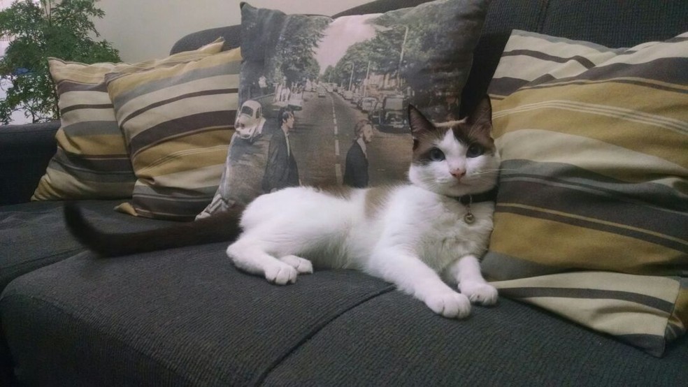 Gato fez xixi no sofá? Veja como tirar o cheiro e mais dicas para quem tem pet!