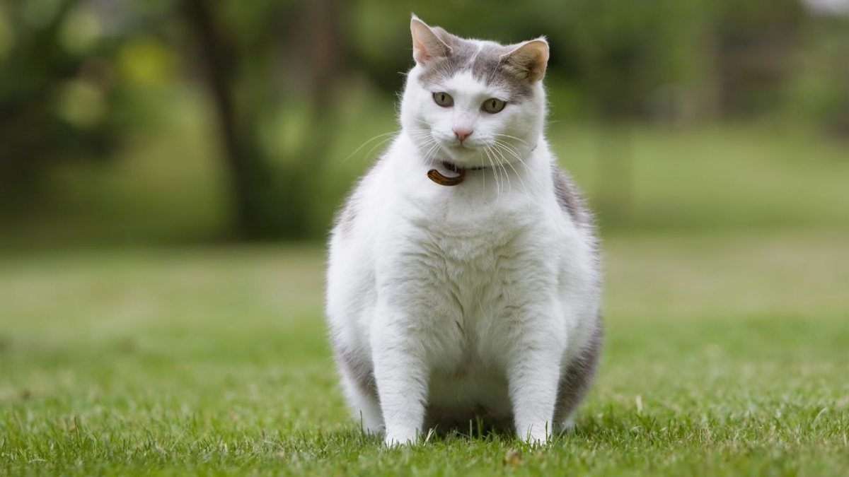 Seu gato está acima do peso? Saiba como ajudar a resolver esse problema!
