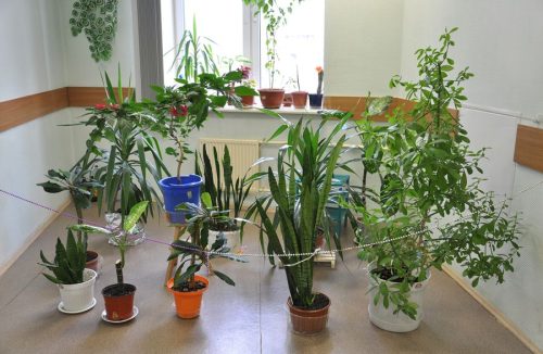 Saiba como cuidar das plantas durante as viagens de fim de ano - Jornal da Franca
