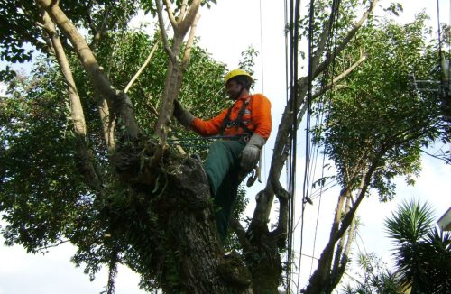 Prefeitura poda árvores na Presidente Vargas para evitar riscos de acidentes na via - Jornal da Franca