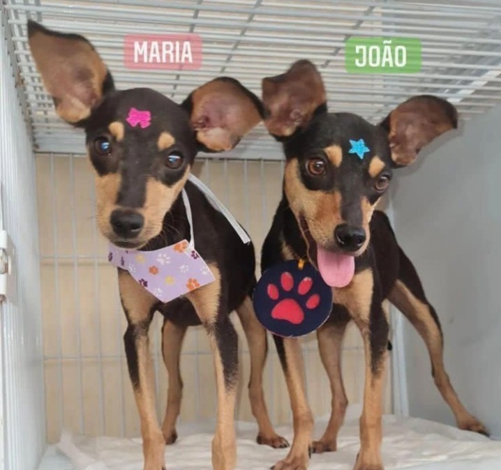 Cachorros