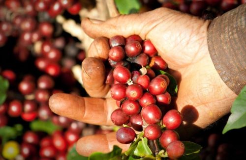 Impactos do clima: produção paulista de café deve se recuperar e crescer 22% no ano - Jornal da Franca