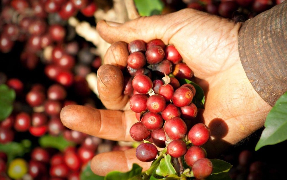 Impactos do clima: produção paulista de café deve se recuperar e crescer 22% no ano