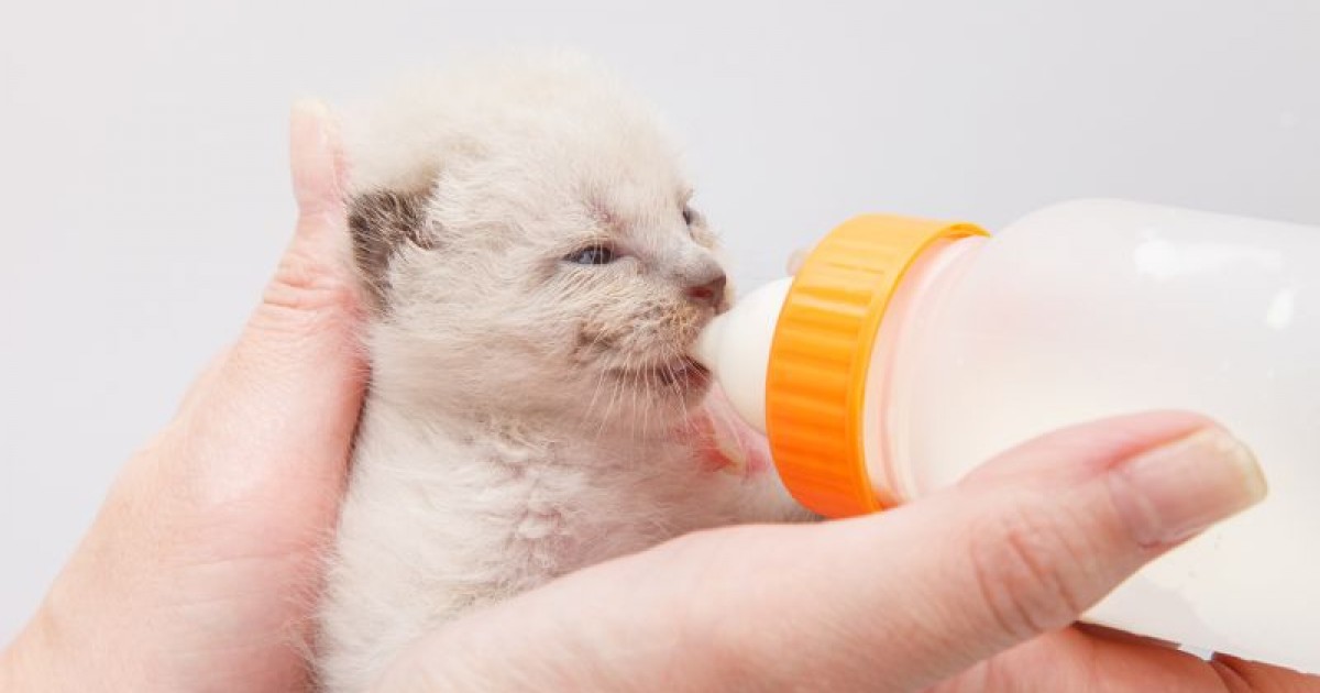Leite para gato filhote não é recomendado! Veja 5 motivos para oferecer apenas ração