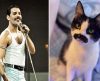 Gata com mancha de nascença que parece bigode de Freddie Mercury viraliza nas redes - Jornal da Franca