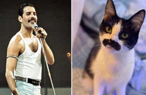 Gata com mancha de nascença que parece bigode de Freddie Mercury viraliza nas redes - Jornal da Franca
