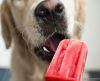 Picolé para cachorro: aprenda receita fácil e saudável para refrescar seu pet! - Jornal da Franca