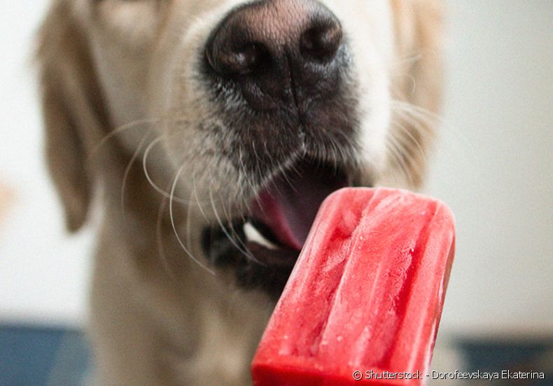Picolé para cachorro: aprenda receita fácil e saudável para refrescar seu pet!