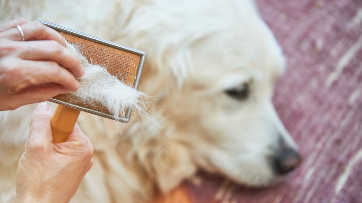 Seu pet está com queda de pelos? Saiba quais as causas e tratamentos!