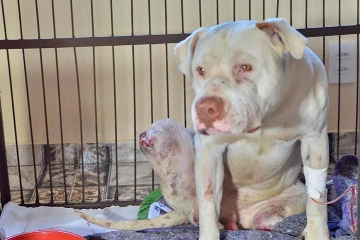 Agrediu animais? Então não poderá assumir empregos na Prefeitura ou na Câmara