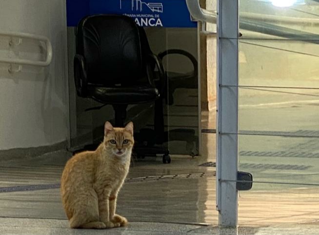 Gatinha Mila “mora” na Câmara de Franca há 12 anos: é o “xodó” dos funcionários
